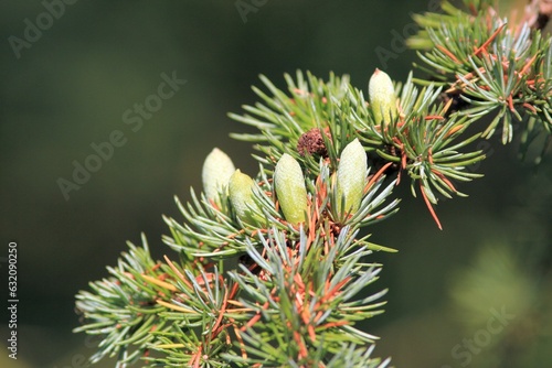 Young cones and needles on the branches of the Cedrus tree