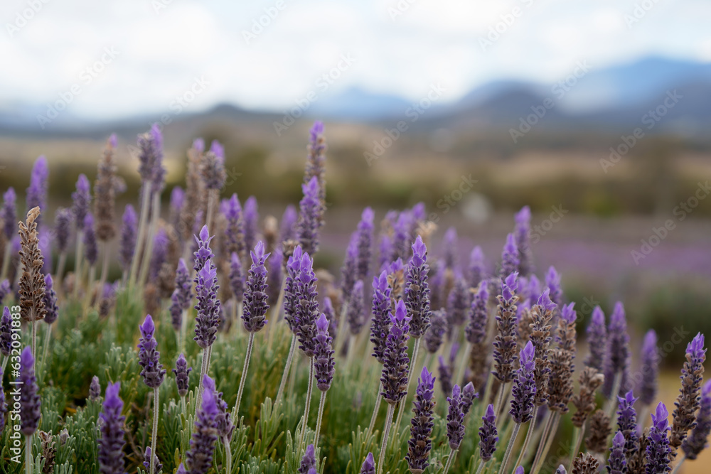 Selective focus. Close-up of lavender in bloom, with blurred mountain scenery in the background. Scenic Rim, Queensland, Australia.
