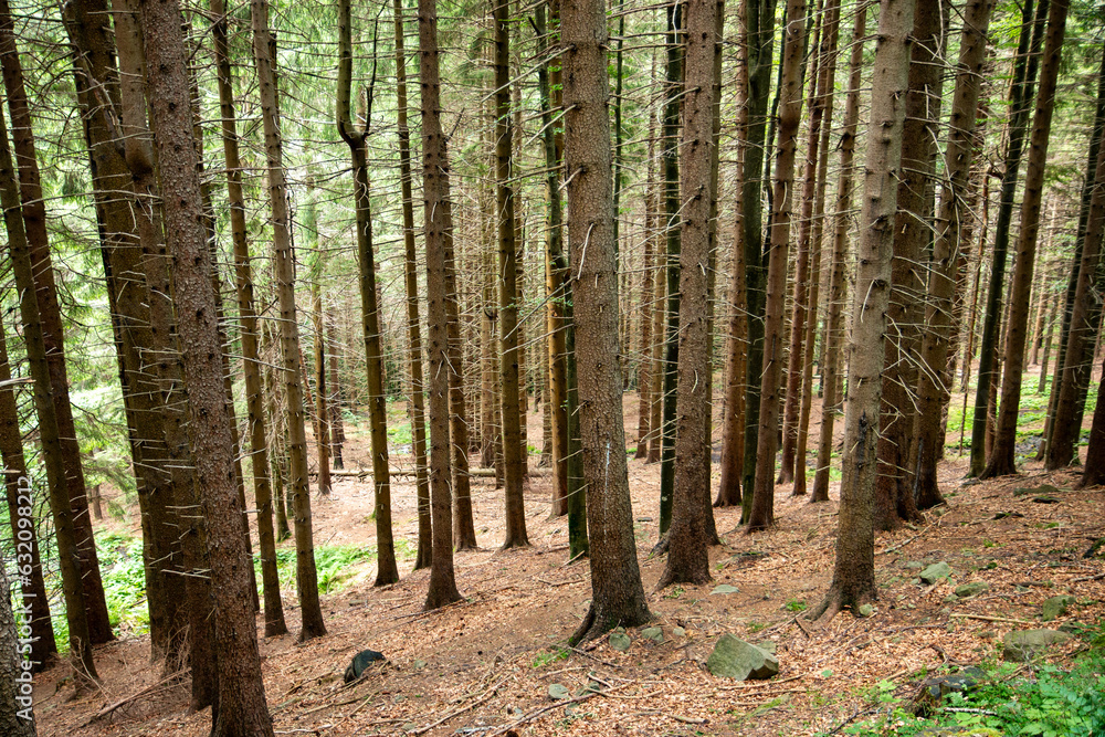 Obraz premium forests and Apennine woods mountain excursions with the CAI