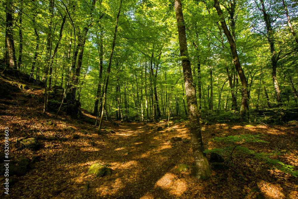 Spring sunrise in La Fageda D En Jorda Forest, La Garrotxa, Spai Spring sunrise in La Fageda D En Jorda Forest, La Garrotxa, Spai
