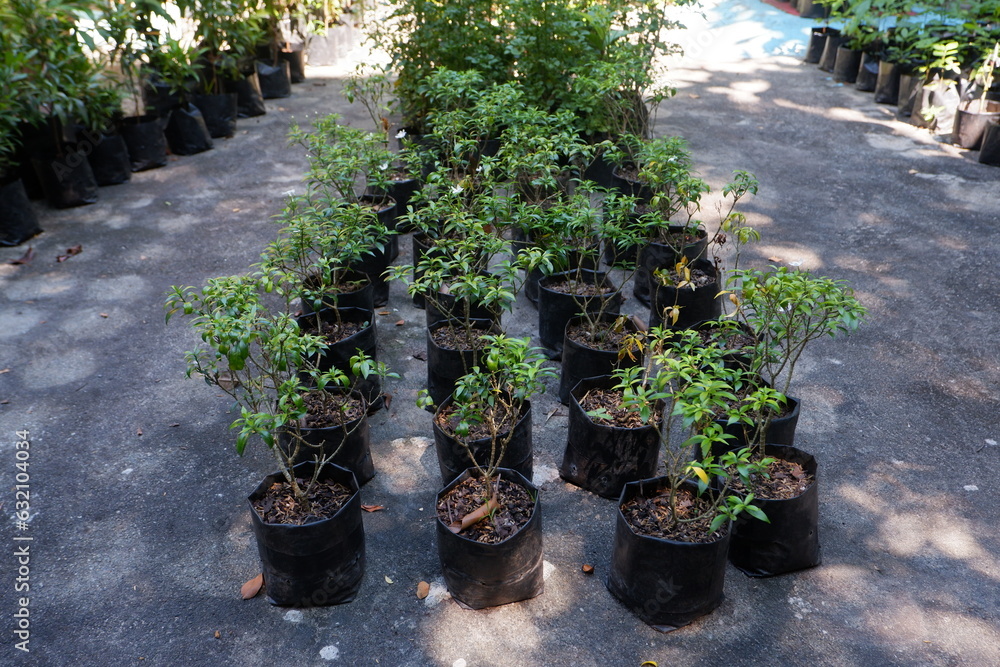 the process of plant nurseries using black polybags the process of plant nurseries using black polybags