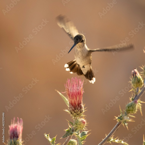 Rufous Hummingbird at Bryce Canyon