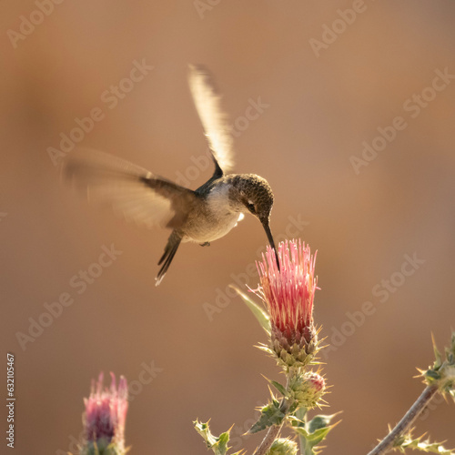 Rufous Hummingbird at Bryce Canyon