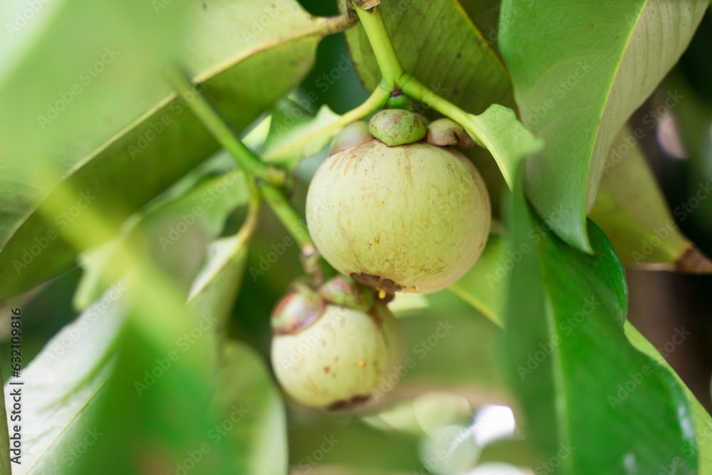 Mangosteen fruit (Garcinia mangostana) on tree in Thailand garden.