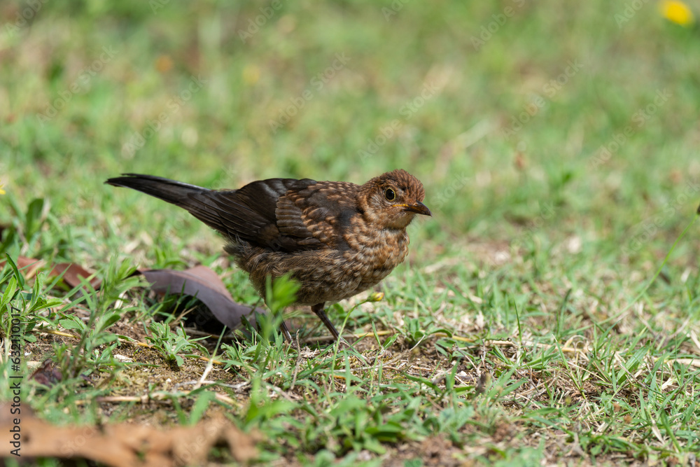 Merle noir,.Turdus merula, Common Blackbird Merle noir,.Turdus merula, Common Blackbird