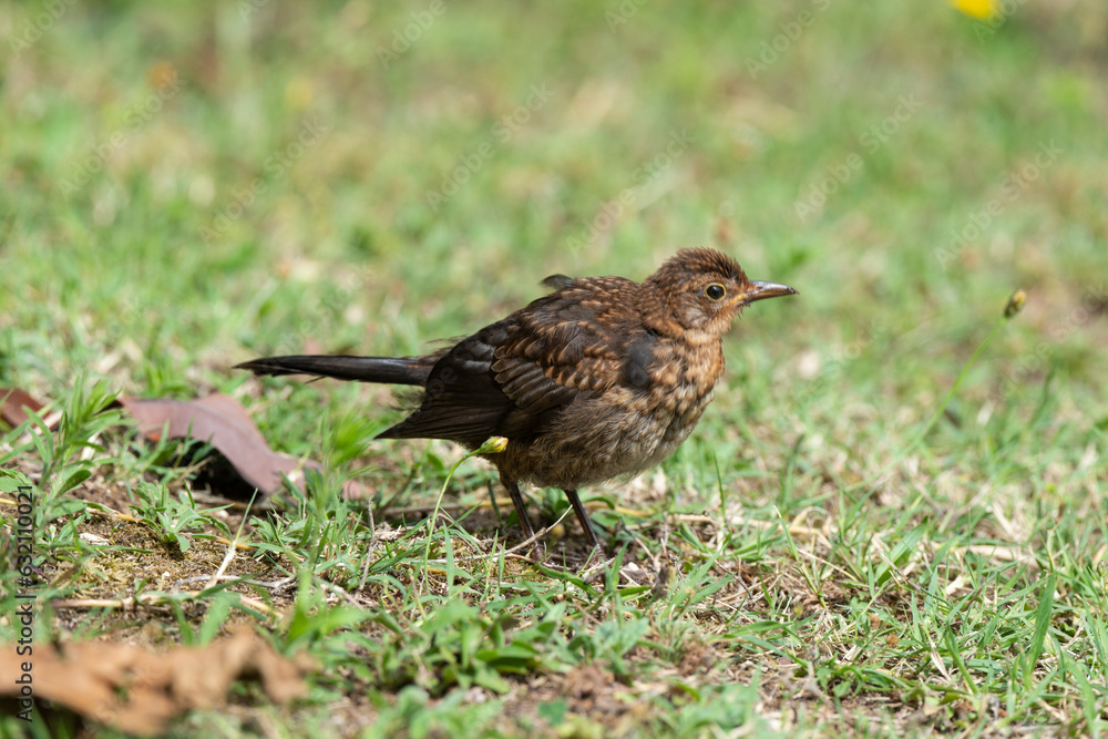 Merle noir,.Turdus merula, Common Blackbird Merle noir,.Turdus merula, Common Blackbird