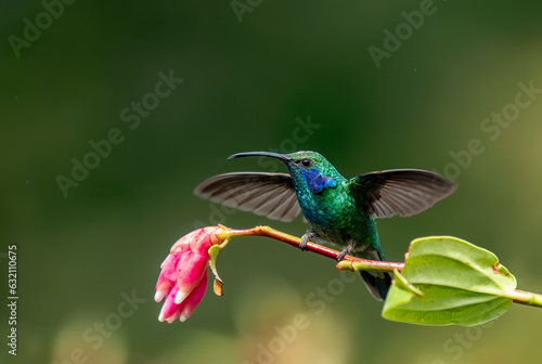 Hummingbird Green Violet-ear, Colibri thalassinus, in natural habitat, bird from montane tropical forest, Savegre, Costa Rica.