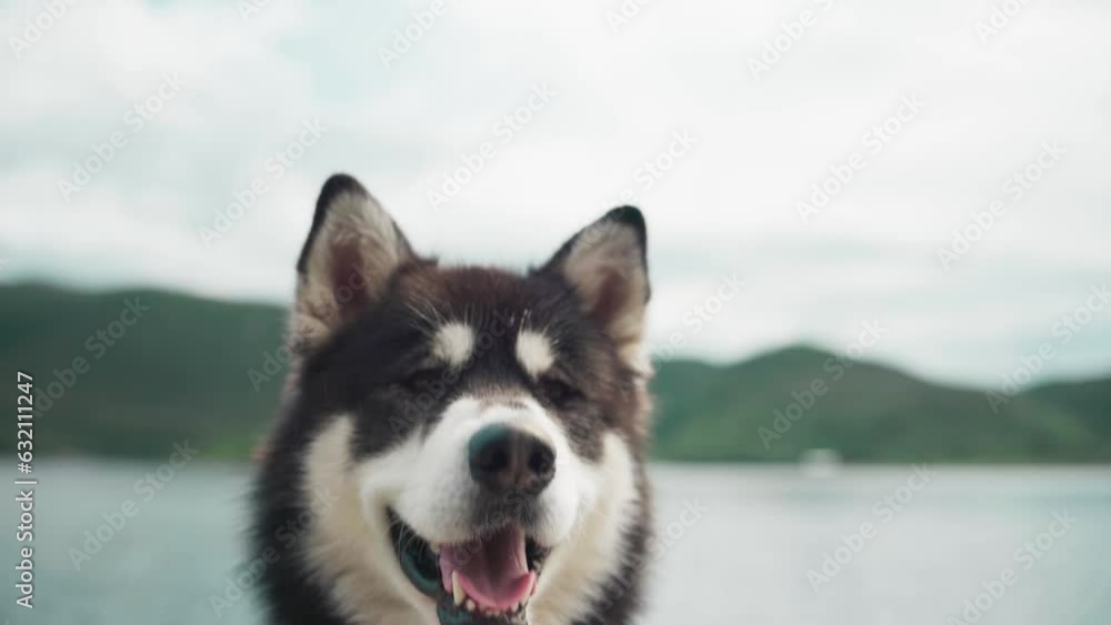 Beautiful Alaskan Malamute Dog Against Rural Landscape. closeup