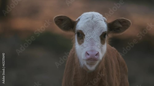 Coming into focus shot of a brown spotted cow staring at the camera in Ramat Hagolan photo