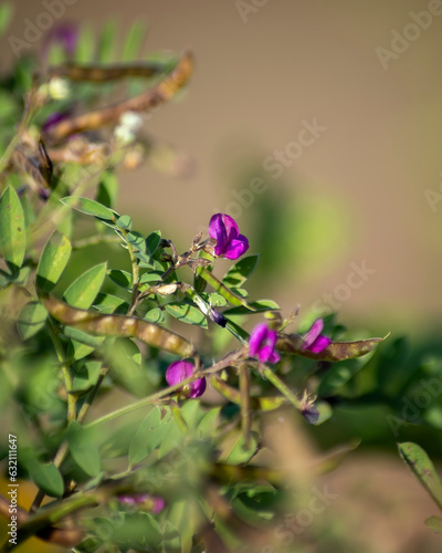 Beautiful wildflower