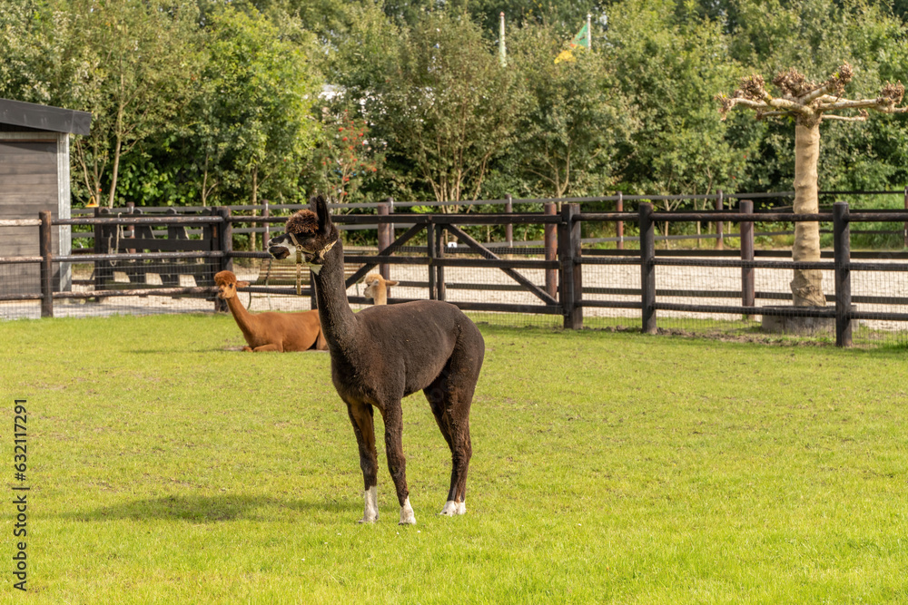Herd of alpacas and alpacas on green grass meadow. Curious funny animals on meadow wear a halter. camelid. Wool of different colors. Three animals 2 lying one standing.