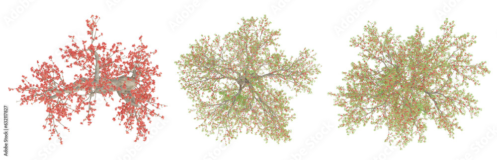 3d spring tree bombax ceiba on top view isolated on transparent background