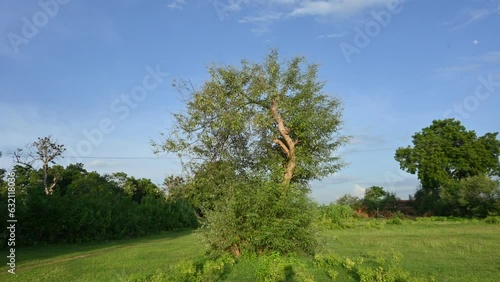 Vitex negundo plant in blue sky background. It's other name Chinese chaste tree,five leaved chaste tree, horseshoe vitex,nisinda and Nirgundi. It is a large aromatic shrub. It is an Ayurvedic medicine