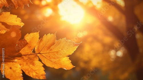 Ambiance automnale  feuilles oranges  jaunes  dor  s sur les branches d un arbre. Arri  re-plan de flou et lumi  re. Automne  feuilles mortes. Pour conception et cr  ation graphique