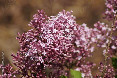 Pink Flowers of the Dwarf Scented Lilac Josee
