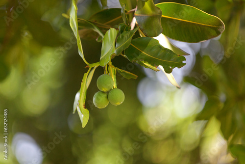 Alexandrian laurel balltree hanging from a tree