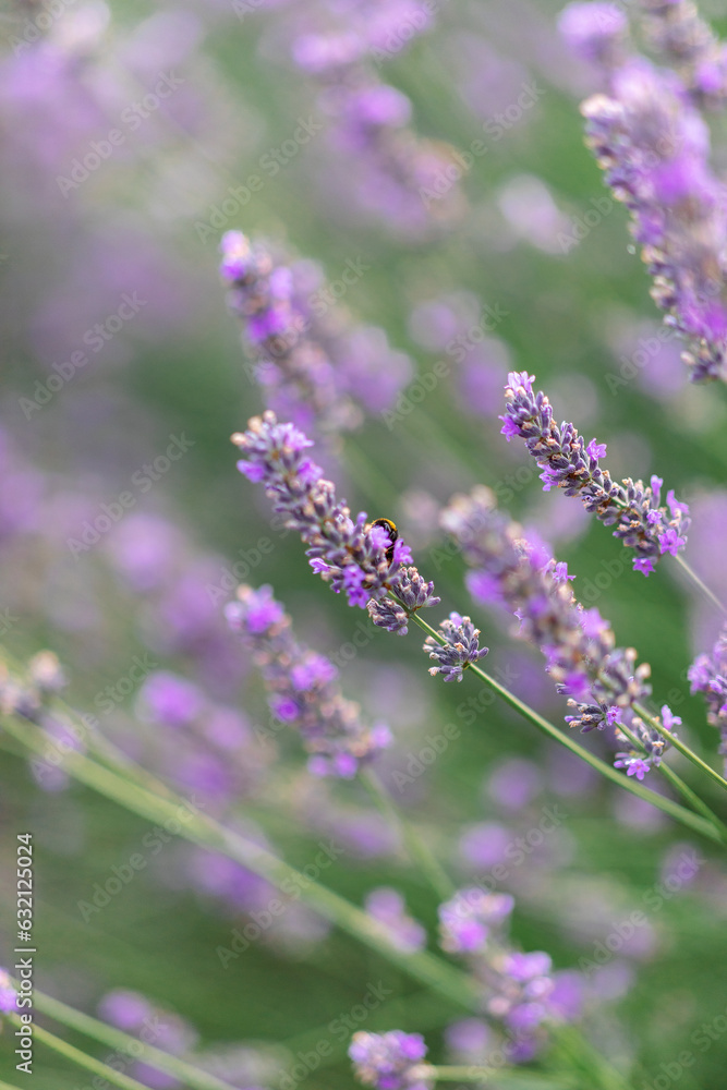 Fototapeta premium Sunset over a violet lavender field .Valensole lavender fields, Provence