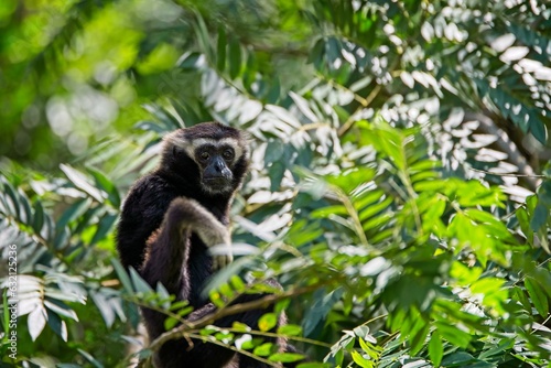 Black gibbon in the tree