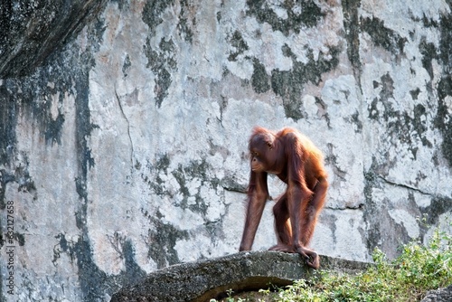 Baby orangutan standing on the hill