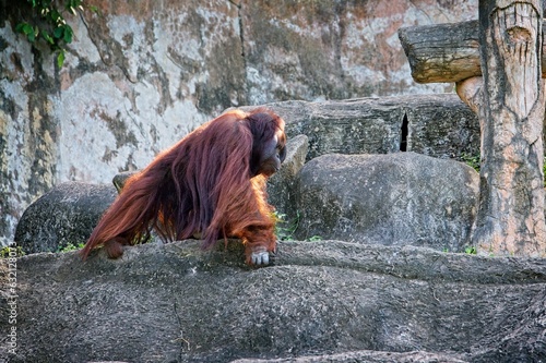 Orangutan walking on the hill