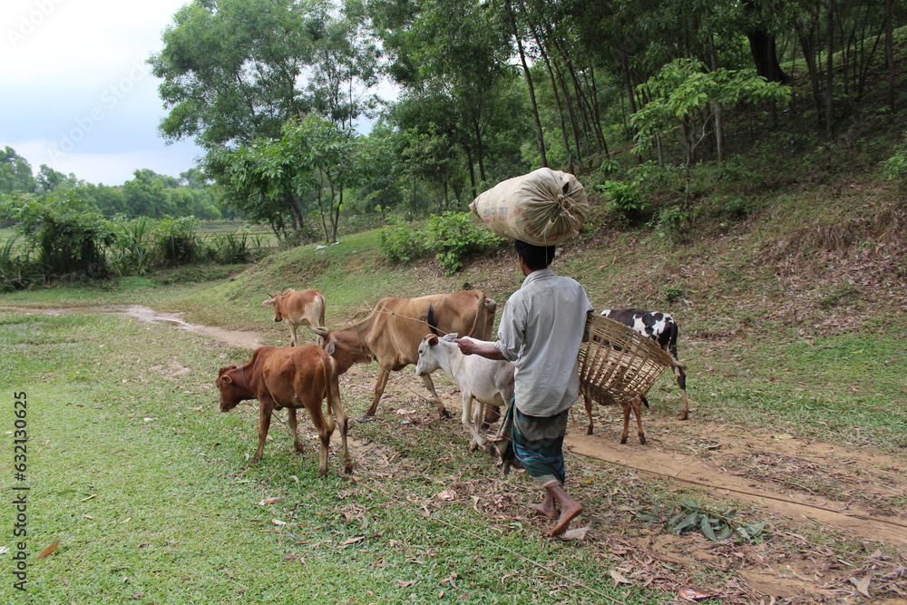 Εκτύπωση καμβά A drover and his cattle