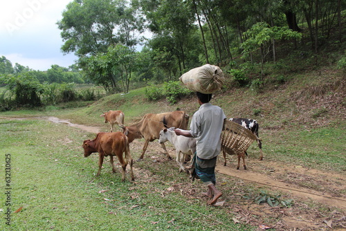 Fotografia A drover and his cattle