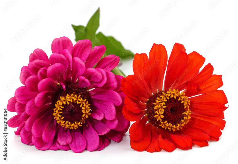 Pink and red zinnia.