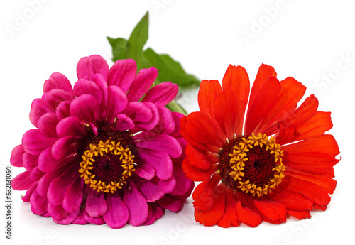 Pink and red zinnia.