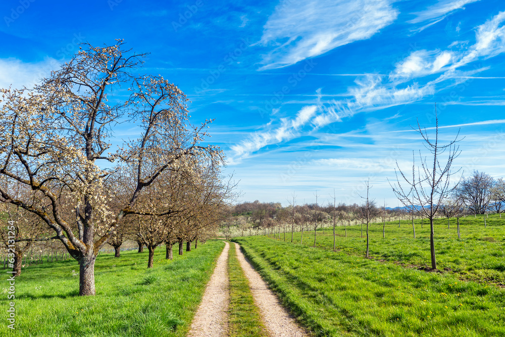 Walkway through green meadows along flowering trees on a sunny day in spring