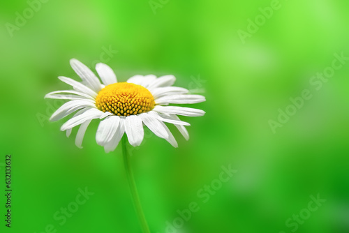 Fototapeta Naklejka Na Ścianę i Meble -  Daisy flower on summer green natural blurred background