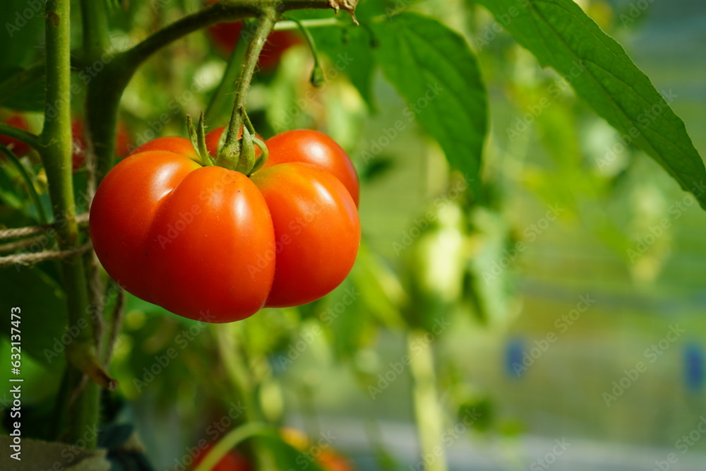 a tomato branch with red fruits in the form of garlic cloves in a greenhouse with bushes of ripening vegetables close-up. The concept of growing eco-friendly food