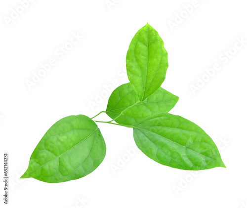 Green leaf,Fresh Bamboo grass or Bai Ya Nang Leaves isolated transparent png photo