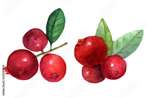 Lingonberry berries, watercolor illustration, hand-painted. Forest red berries with leaves. Isolated on white background.