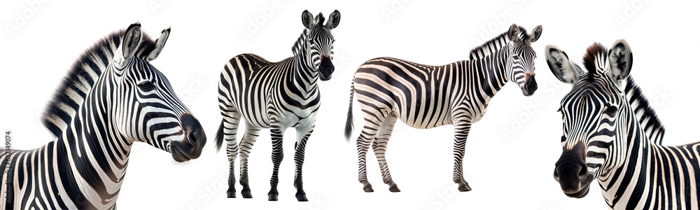 Obraz premium Set of Zebra collection illustration isolated transparent background, PNG , Generative AI