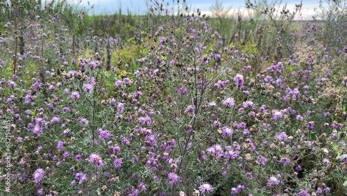 Spotted knapweed or Centaurea stoebe purple flowers field in Summer.