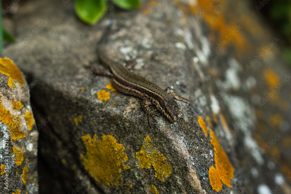 Lizard Basking on a Sunlit Rock: A Nature's Portrait Lizard Basking on a Sunlit Rock: A Nature's Portrait