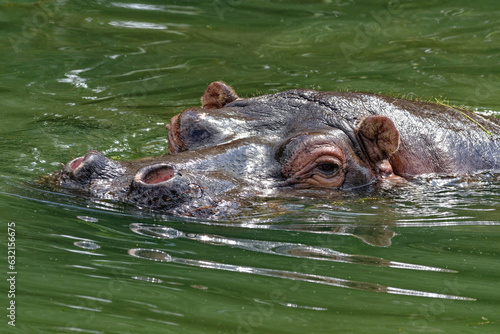 Hippo in the water