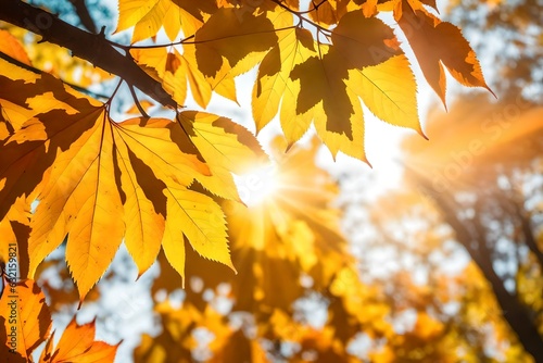 autumn leaves of maple in sunlight