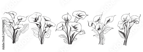 Cala lily flower set hand drawn sketch illustration