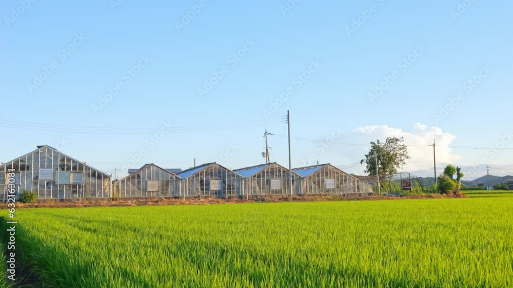 A view of a rice field at dusk A view of a rice field at dusk