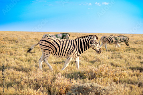 Zebra in open field