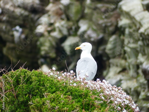 black headed gull