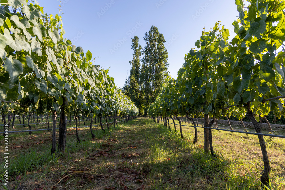 Campania vineyard with still green grapes