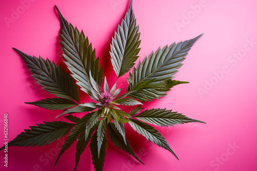 A marijuana plant on a pink background. Bright green cannabis leaves. © evgeniia_1010
