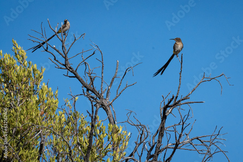 cape sugar bird on a tree branch photo