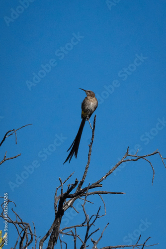 cape sugar bird on a branch photo