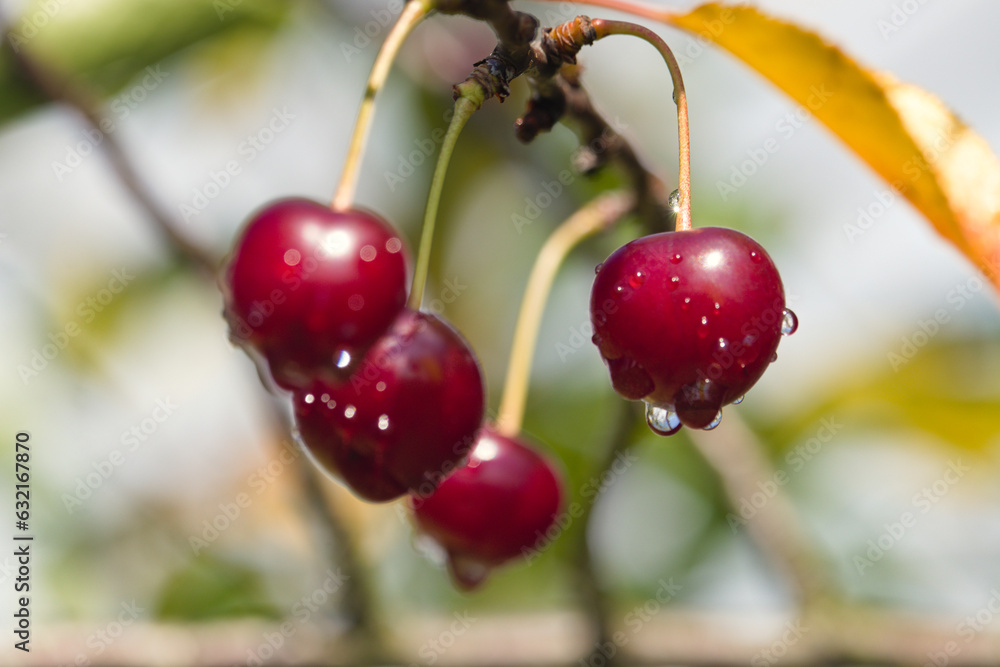 red cherries with dew drops, czerwone wiśnie z kroplami rosy - obrazy, fototapety, plakaty 
