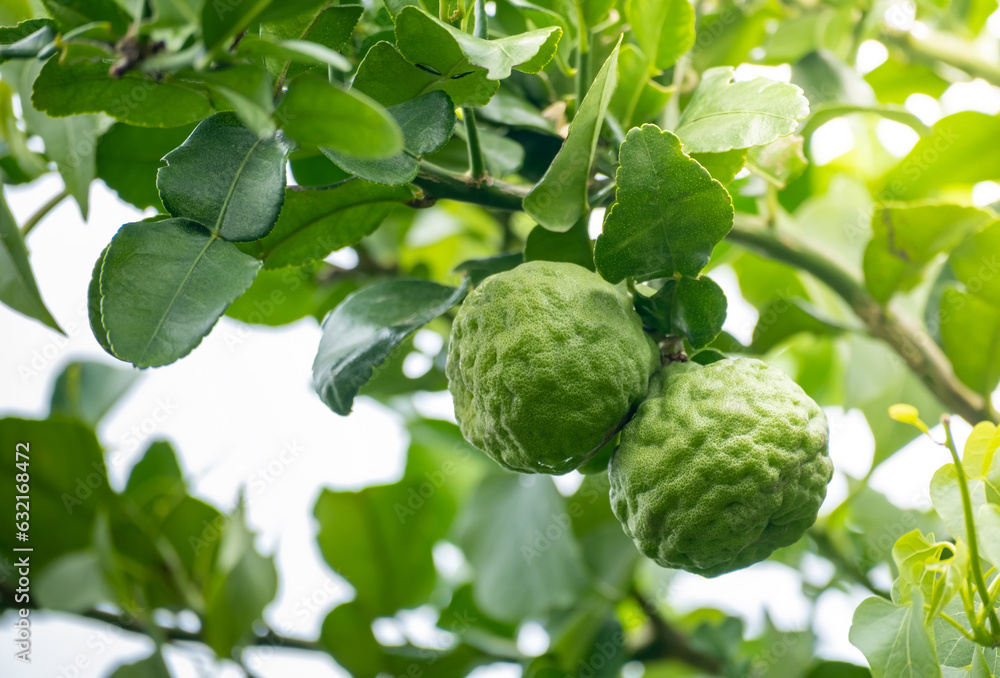 Fresh green bergamot fruit hanging from branch. bergamot tree garden and healthy food concept, group of bergamot,Bergamot medicinal plants with many Fresh green bergamot fruit hanging from branch. bergamot tree garden and healthy food concept, group of bergamot,Bergamot medicinal plants with many