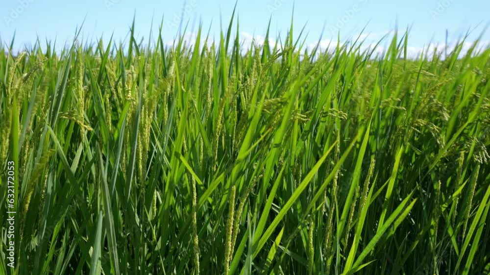 Rice ears bearing fruit, harvest, agriculture, paddy field Rice ears bearing fruit, harvest, agriculture, paddy field