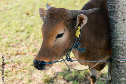 Brown cow for qurban or Sacrifice Festival muslim event in village with green grass